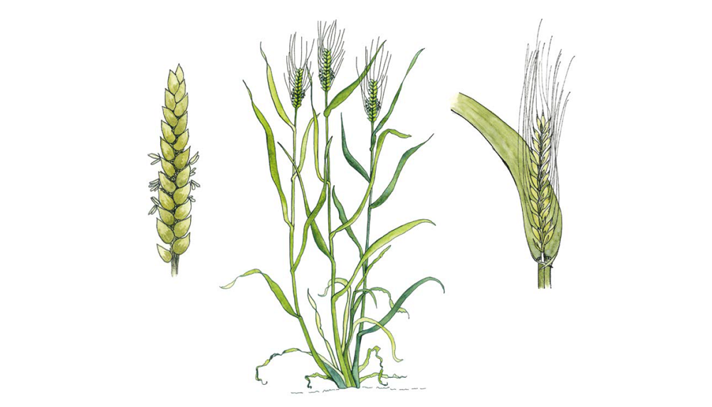 Illustration of cereal growth stages